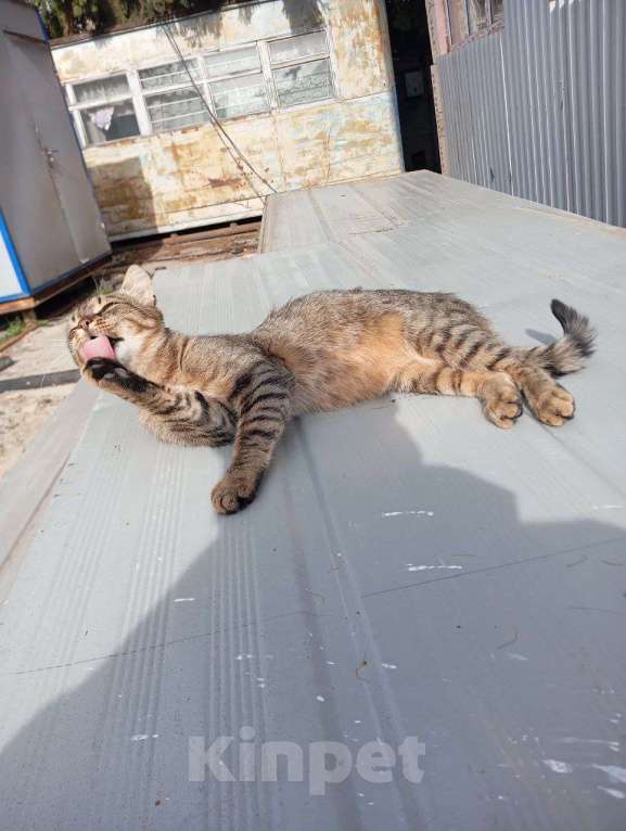 Кошки в Курске: Кот в добрые руки Мальчик, Бесплатно - фото 7