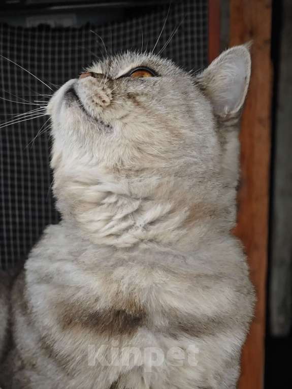 Кошки в Уфе: Красивая шотландская кошка в дар Девочка, Бесплатно - фото 4