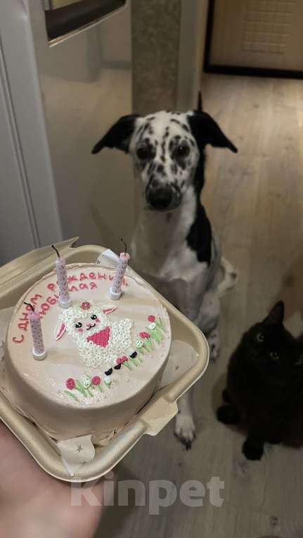 Собаки в Краснодаре: Маленький далматин :-) (больше не вырастет) Девочка, 999 руб. - фото 5