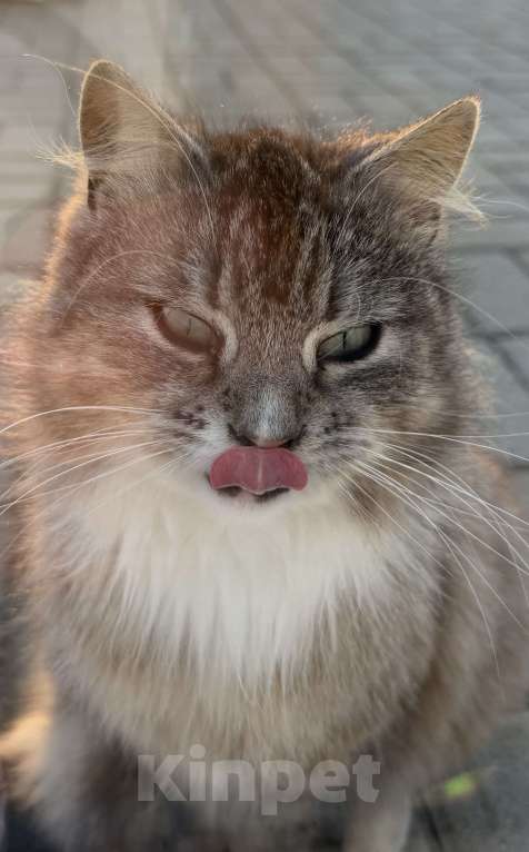 Кошки в Гурьевске: Кошечка ищет новый дом Девочка, Бесплатно - фото 2