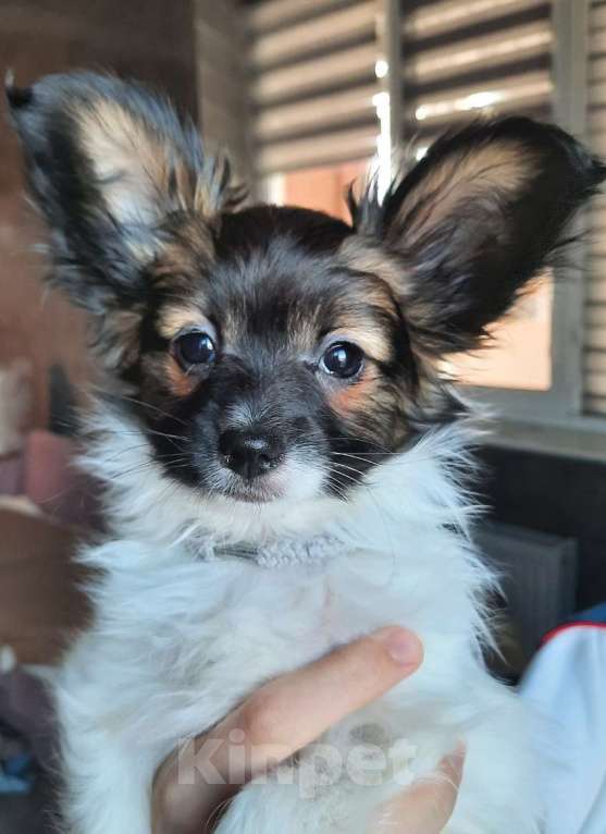 Собаки в Новокубанске: Щенок Папийона Девочка, 35 000 руб. - фото 2