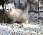 Кошки в Москве: продаются шотландские котята Девочка, 20 000 руб. - фото 1