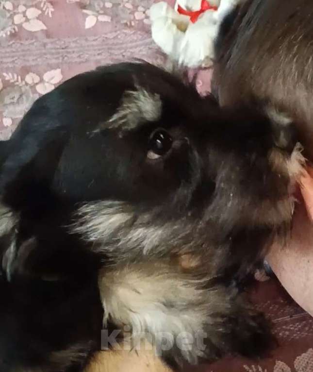 Собаки в Москве: Щенки цвергшнауцера Девочка, 45 000 руб. - фото 3