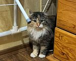 Кошки в Коломне: НАШЛИ КОШКУ ТРЕХЦВЕТНУЮ Девочка, Бесплатно - фото 1