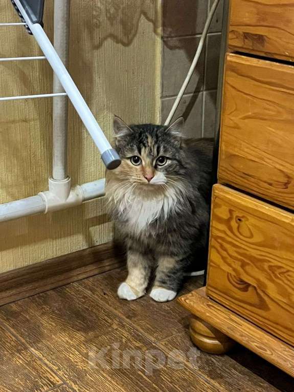 Кошки в Коломне: НАШЛИ КОШКУ ТРЕХЦВЕТНУЮ Девочка, Бесплатно - фото 1