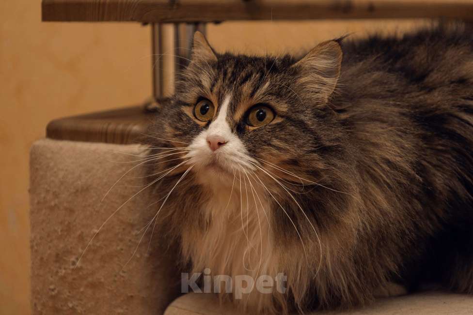 Кошки в Воронеже: Бегут года, и грусть-печаль в её глазах Девочка, 100 руб. - фото 4