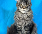 Кошки в Дедовске: Мейн-кун Тайсон Мальчик, 50 000 руб. - фото 2