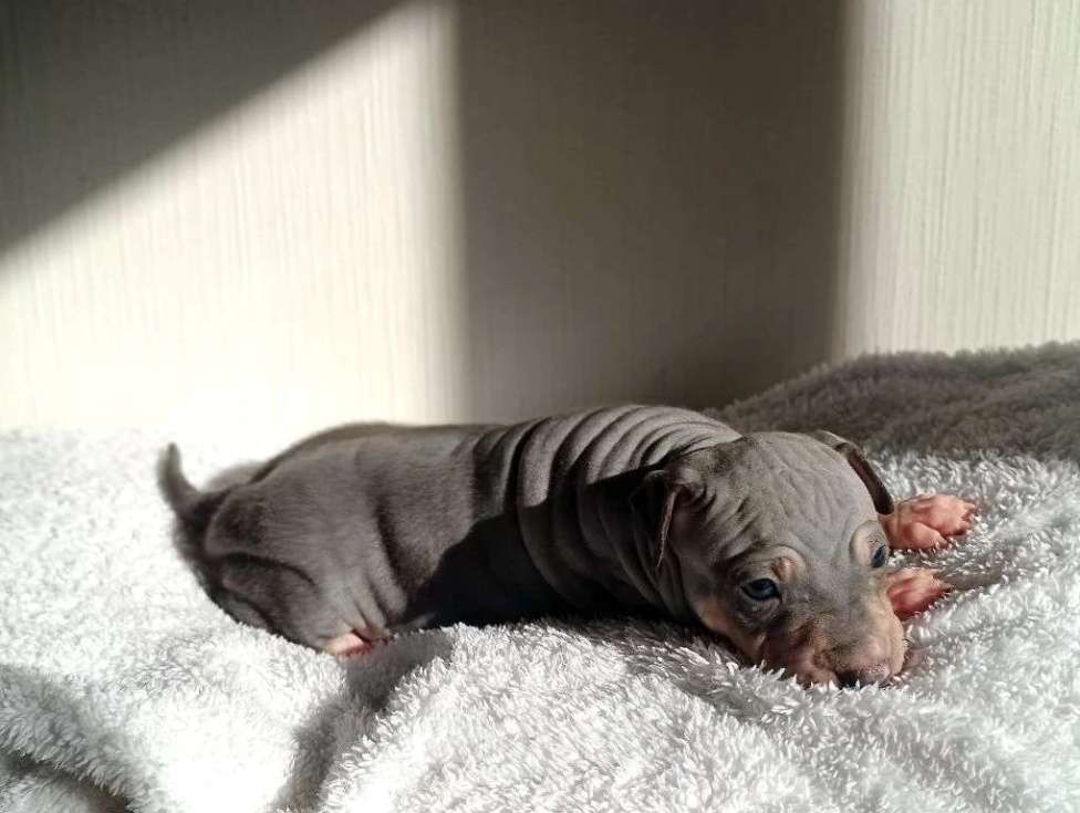 Собаки в Пушкино: Щенки АГТ Мальчик, 100 000 руб. - фото 2