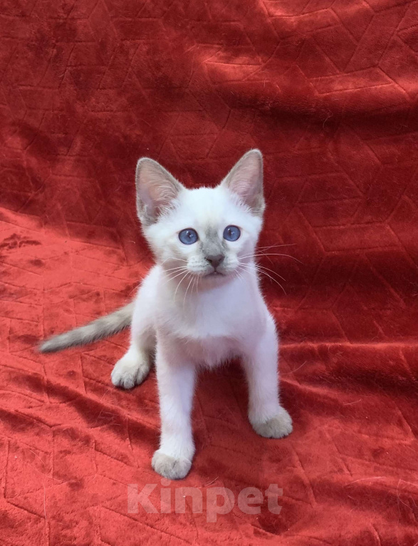 Кошки в Москве: ✨Тайские котята, блю-пойнт и лайлак-пойнт, 3 месяца ✨ Мальчик, Бесплатно - фото 4