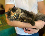 Кошки в Малоархангельске: Ласковая и Стерилизованная кошка, Бесплатно - фото 10