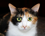 Кошки в Москве: Трехцветный котенок Марта на счастье! Девочка, Бесплатно - фото 1