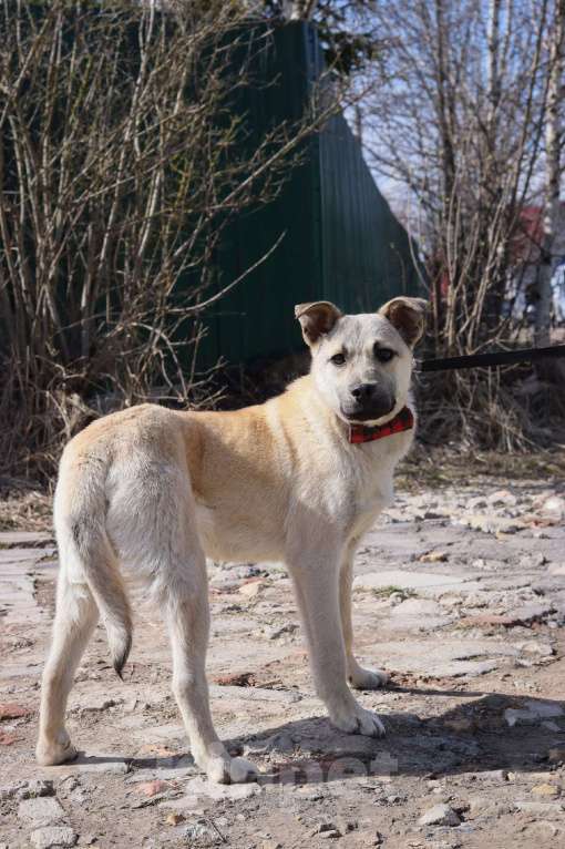 Собаки в Подольске: Мэни 1 год в добрые руки  Мальчик, Бесплатно - фото 3