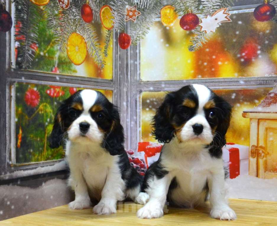 Собаки в Ногинске: Мальчики кавалерчики Мальчик, 65 000 руб. - фото 1