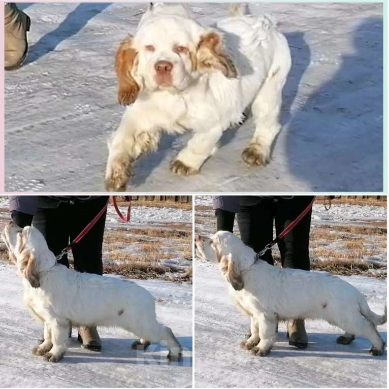 Собаки в Чите: Продам щенка Мальчик, 35 000 руб. - фото 3