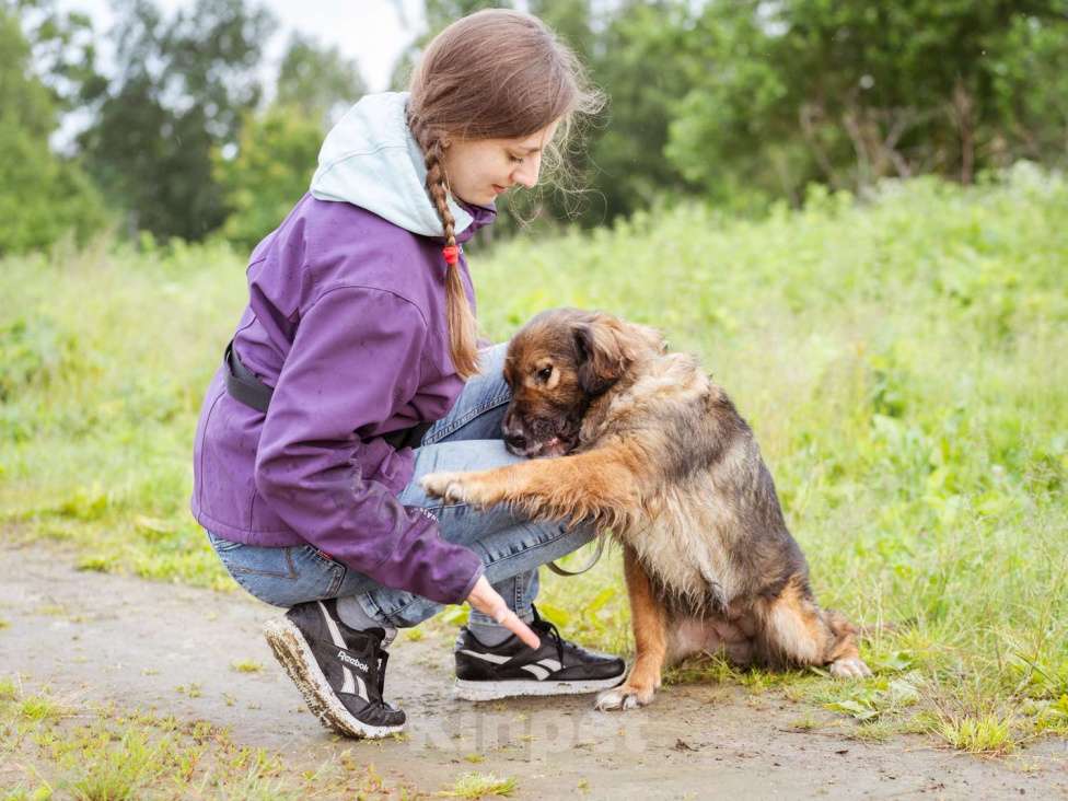 Собаки в Москве: Метис спаниеля в добрые руки, небольшая девочка Девочка, Бесплатно - фото 2