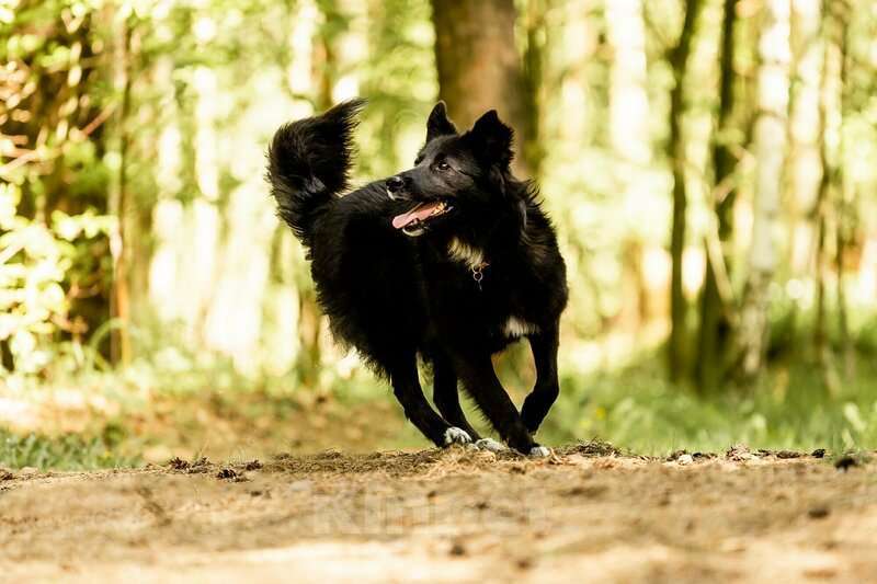 Собаки в Москве: Красавица Рита в добрые руки. Девочка, Бесплатно - фото 3
