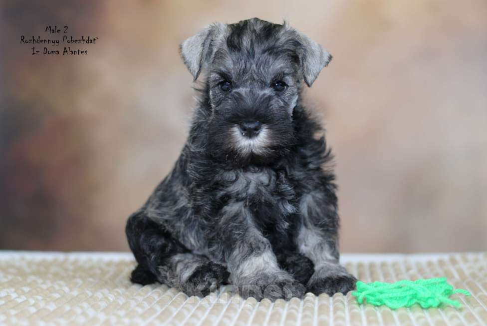Собаки в Саратове: Цвергшнауцер перец с солью Мальчик, Бесплатно - фото 3