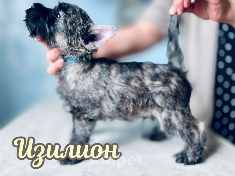 Собаки в Нижнем Новгороде: Керн-терьер Изилион Мальчик, 90 000 руб. - фото 6