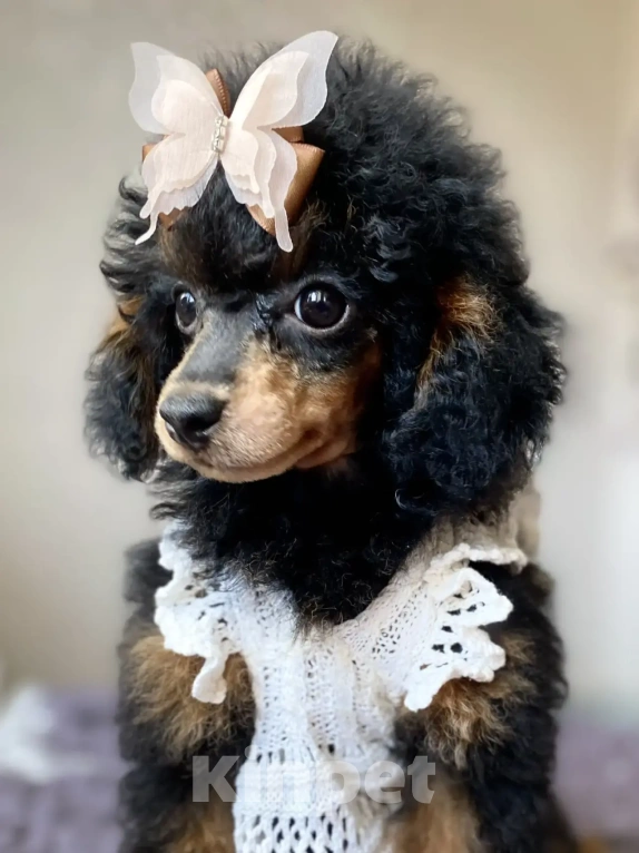 Собаки в Москве: Пудель фантом Девочка, 140 000 руб. - фото 2