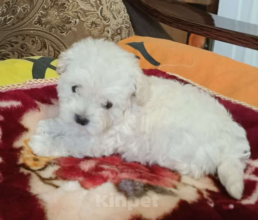 Собаки в Кореновске: Той-пудель Девочка, 40 000 руб. - фото 2