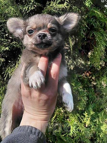 Собаки в Брянске: Чихуахуа мальчик Мальчик, 22 000 руб. - фото 1