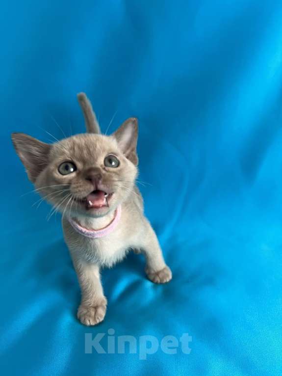 Кошки в Казани: Бурманские котята Девочка, 45 000 руб. - фото 5