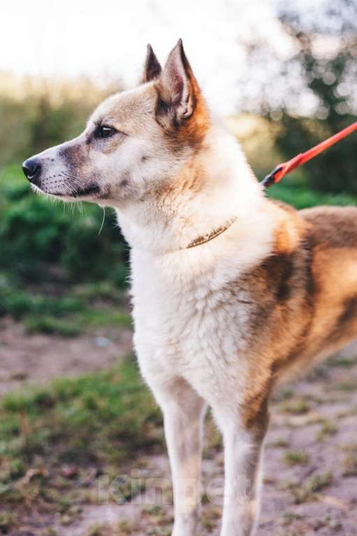 Собаки в Москве: Лора ищет  Девочка, Бесплатно - фото 2