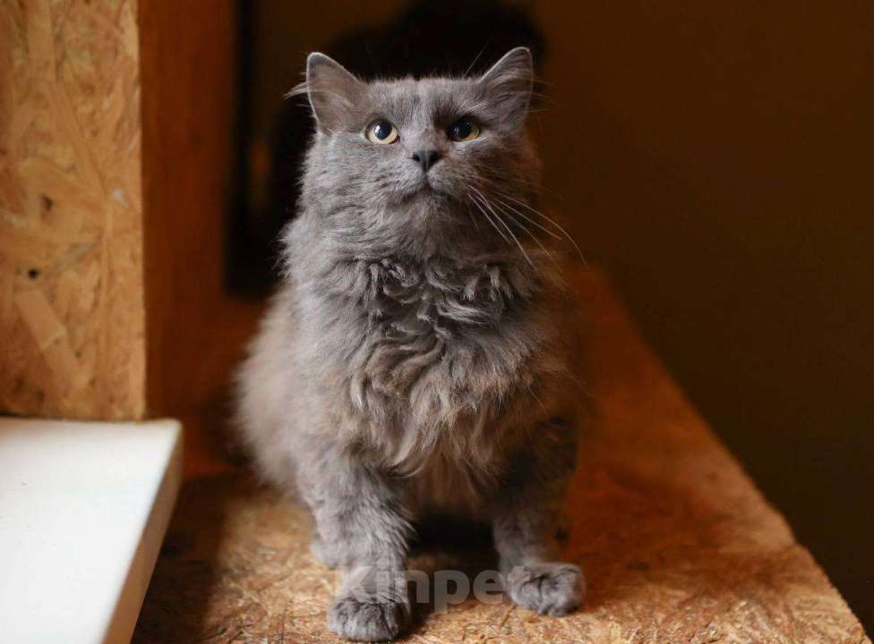 Кошки в Москве: Кот Зефир ищет дом! Мальчик, Бесплатно - фото 4