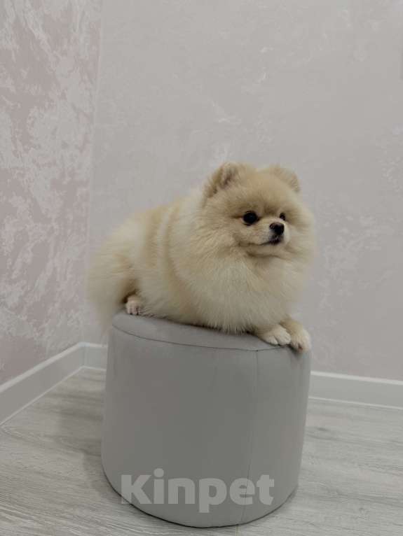 Собаки в Шахте: Обаятельный крем-шпиц приглашает на первую вязку (бесплатно) 🐾 Мальчик, Бесплатно - фото 7