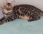 Кошки в Москве: Бенгальский кот Мальчик, Бесплатно - фото 4