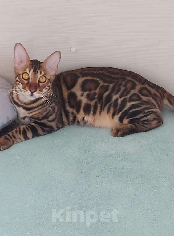 Кошки в Москве: Бенгальский кот Мальчик, Бесплатно - фото 4