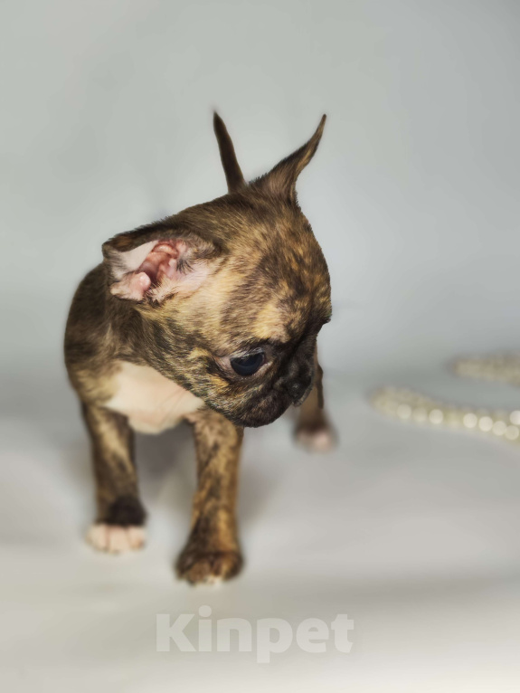 Собаки в Хотьково: Мальчики чихуахуа бейби фейс  Мальчик, 25 000 руб. - фото 1