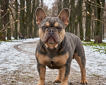 Собаки в других городах Московской области: Французский бульдог взрослая девочка Девочка, 1 000 руб. - фото 1
