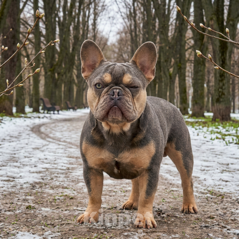 Собаки в других городах Московской области: Французский бульдог взрослая девочка Девочка, 1 000 руб. - фото 1
