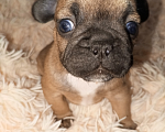 Собаки в Новосибирске: Продам щенков французского бульдога Мальчик, 40 000 руб. - фото 2