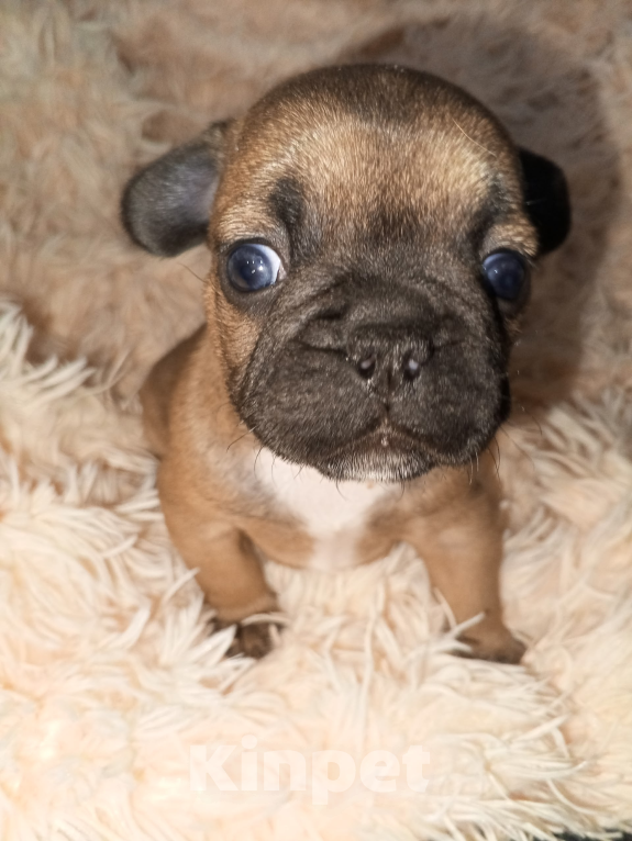 Собаки в Новосибирске: Продам щенков французского бульдога Мальчик, 40 000 руб. - фото 2