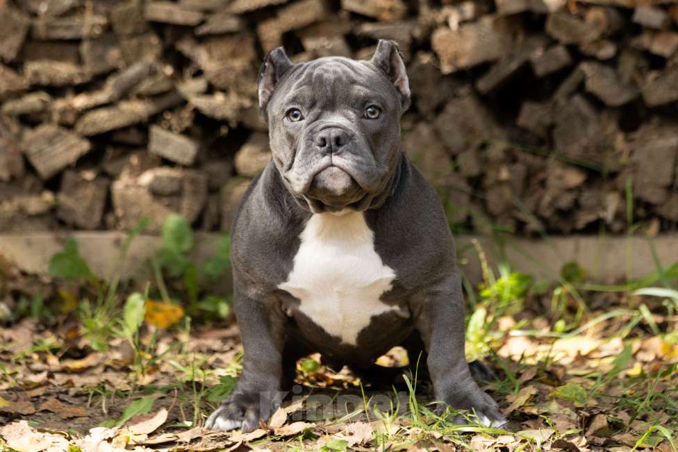 Собаки в Москве: Очаровательная девочка Американский Булли Девочка, 180 000 руб. - фото 2