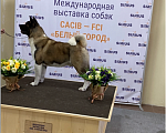 Собаки в Воронеже: Вязка Американская Акита Мальчик, 1 руб. - фото 5