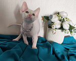 Кошки в Горячем Ключе: Девон Рекс котенок белый мальчик Мальчик, 50 000 руб. - фото 1