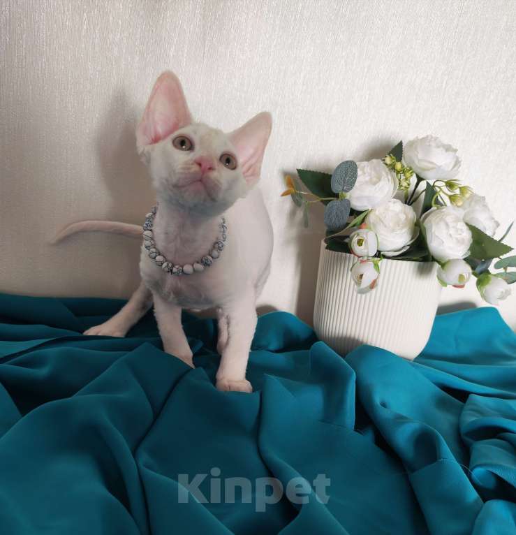 Кошки в Горячем Ключе: Девон Рекс котенок белый мальчик Мальчик, 50 000 руб. - фото 1