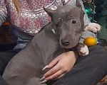 Собаки в Раменском: подрощенный голубой щенок Девочка, 50 000 руб. - фото 1