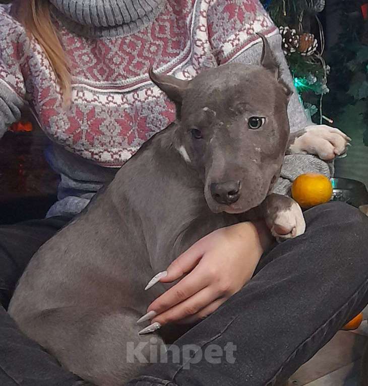 Собаки в Раменском: подрощенный голубой щенок Девочка, 50 000 руб. - фото 1