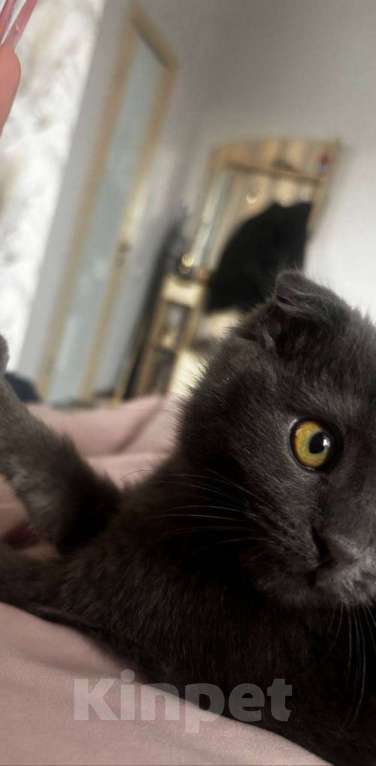 Кошки в Минусинске: продам Шотландскую вислоухую кошку Девочка, 15 000 руб. - фото 2