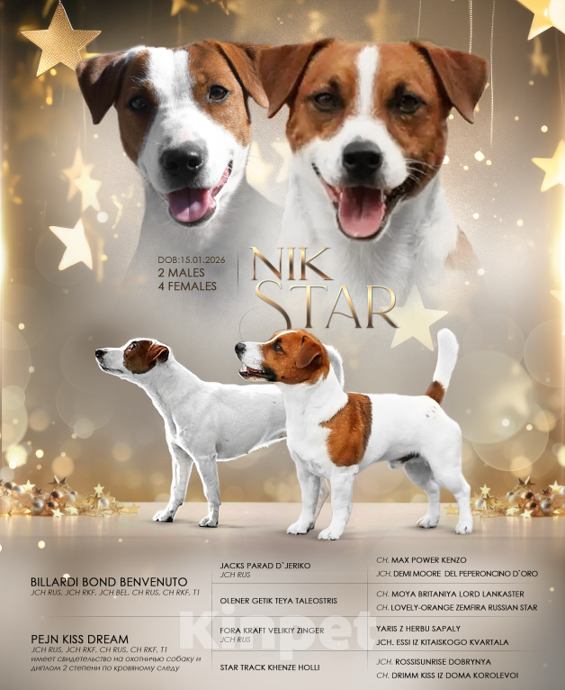 Собаки в Москве: Щенок джек-рассел-терьер от титулованных родителей Девочка, 1 руб. - фото 7