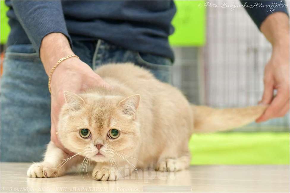 Кошки в Воронеже: Лиловая золотая шиншилла мальчик  Мальчик, 60 000 руб. - фото 3