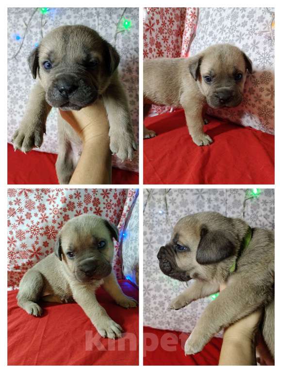 Собаки в других городах Краснодарского края: Кане-Корсо, щенок Мальчик, 30 000 руб. - фото 1