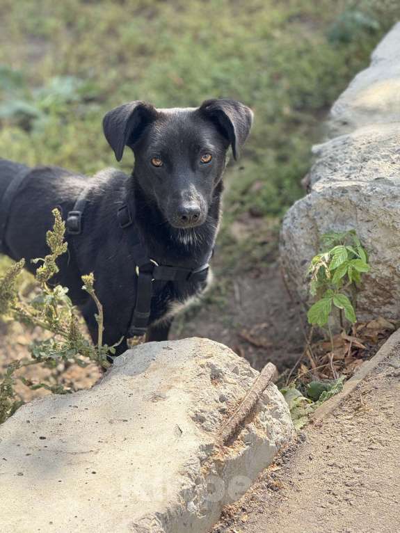 Собаки в Москве: Ирма Девочка, Бесплатно - фото 6