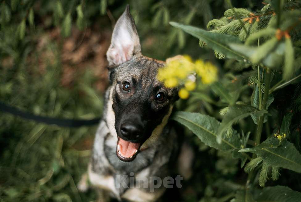 Собаки в Москве: Щенок Леха - очень нужен дом!  Мальчик, Бесплатно - фото 5