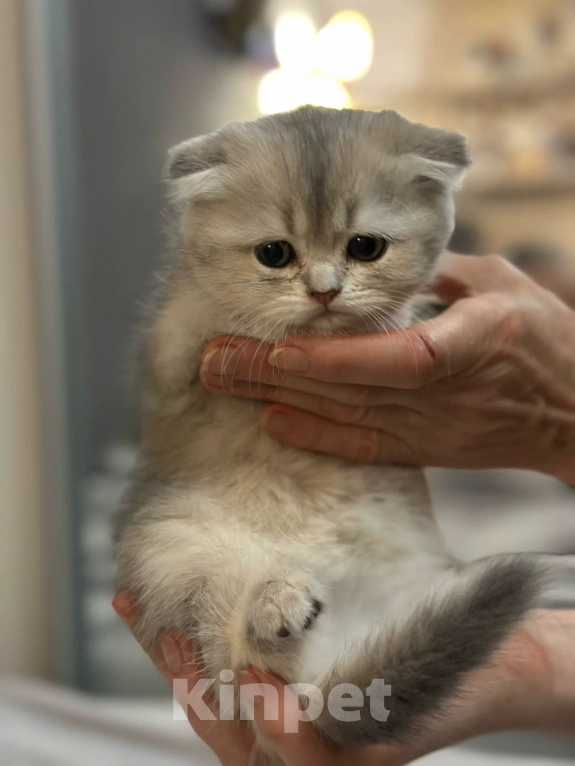 Кошки в Саратове: Шотландская голубая золотая шиншила Девочка, 15 000 руб. - фото 3