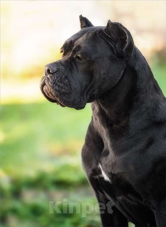 Собаки в Самаре: Великолепная собака компаньон Девочка, Бесплатно - фото 1